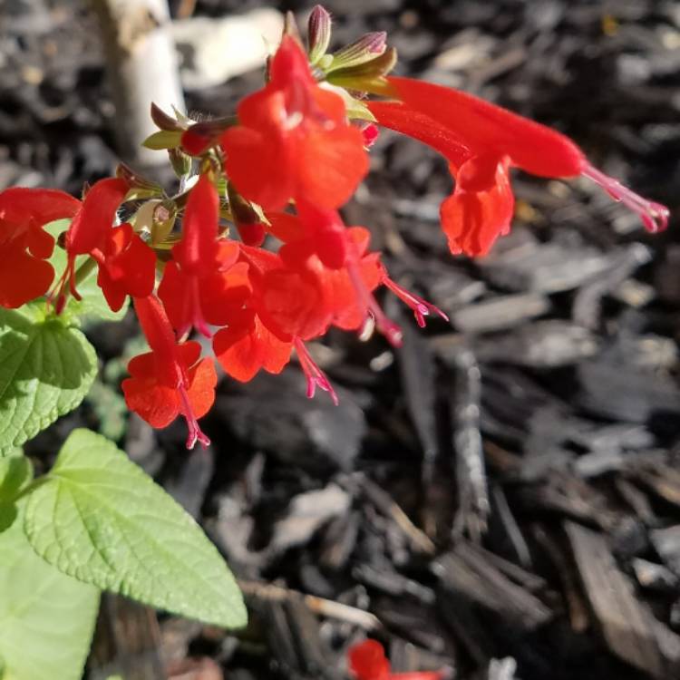 plant image 568694