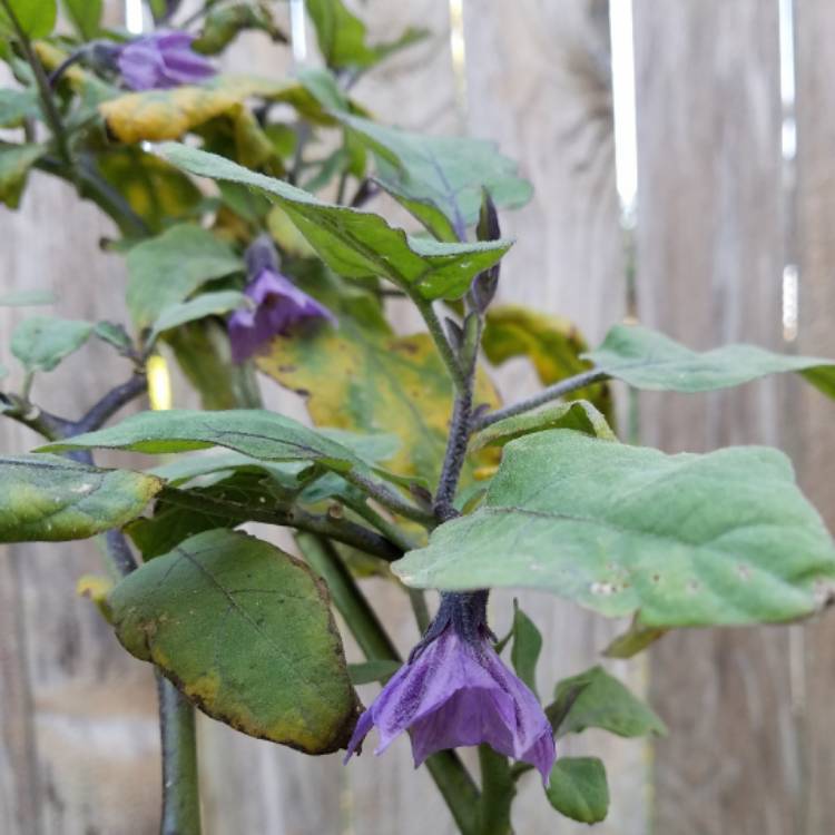 Plant image Solanum melongena