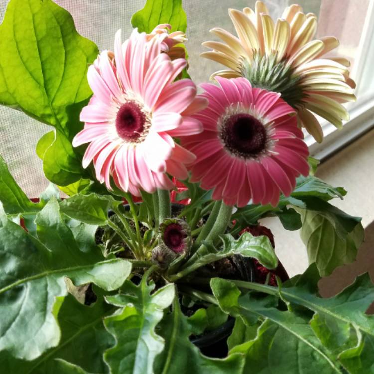 plant image 619779