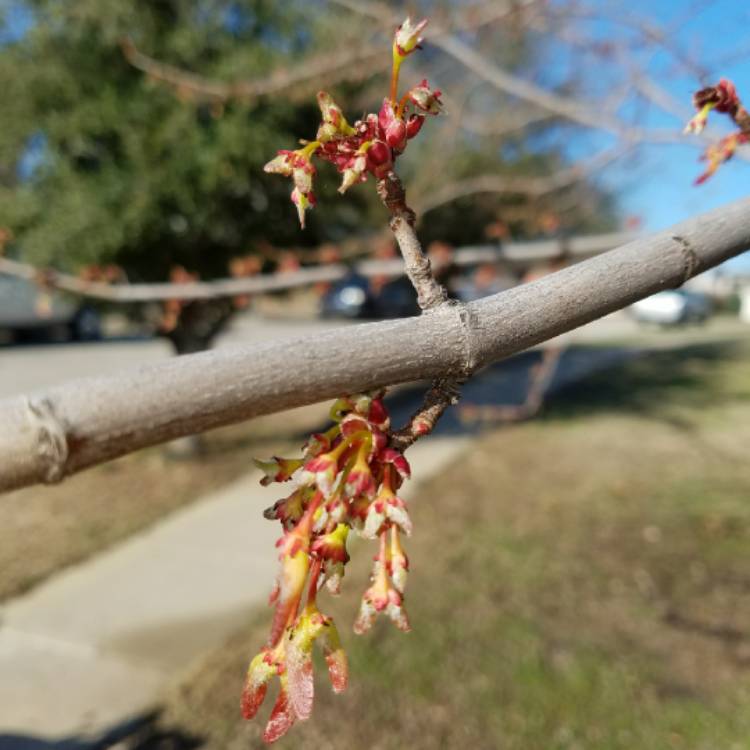 plant image 625792