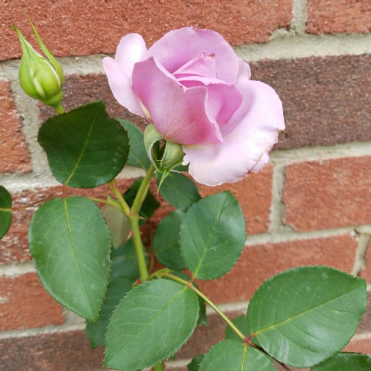 plant image 665654