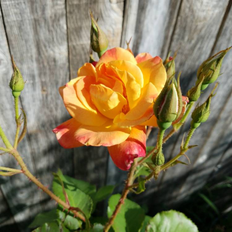 plant image 665671