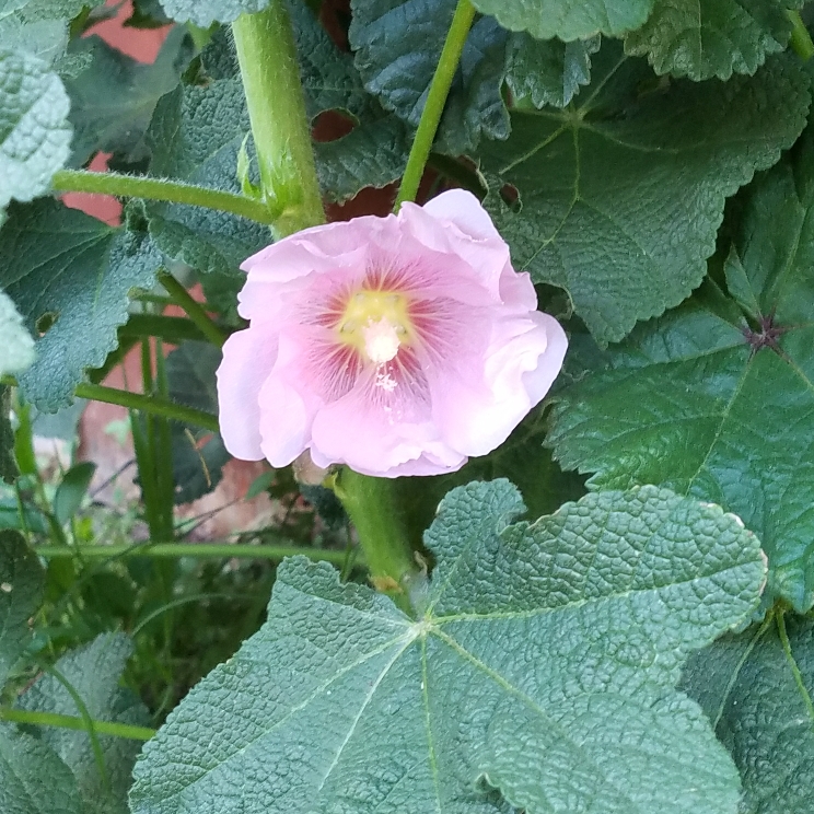 plant image 665951