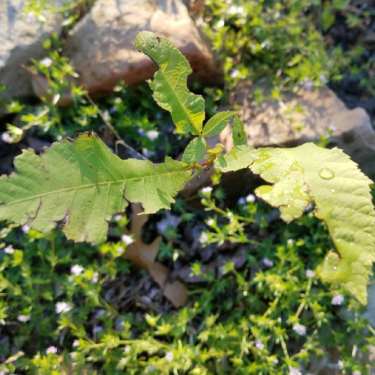 Plant image Carya Illinoinensis