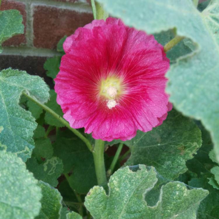 plant image 675056