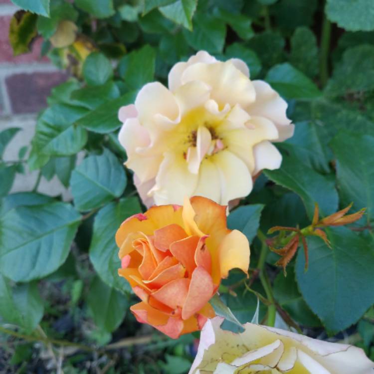 plant image 675059 plant image 675059
