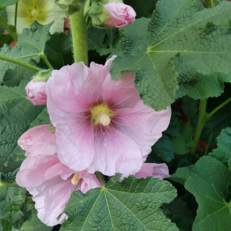 plant image 675060