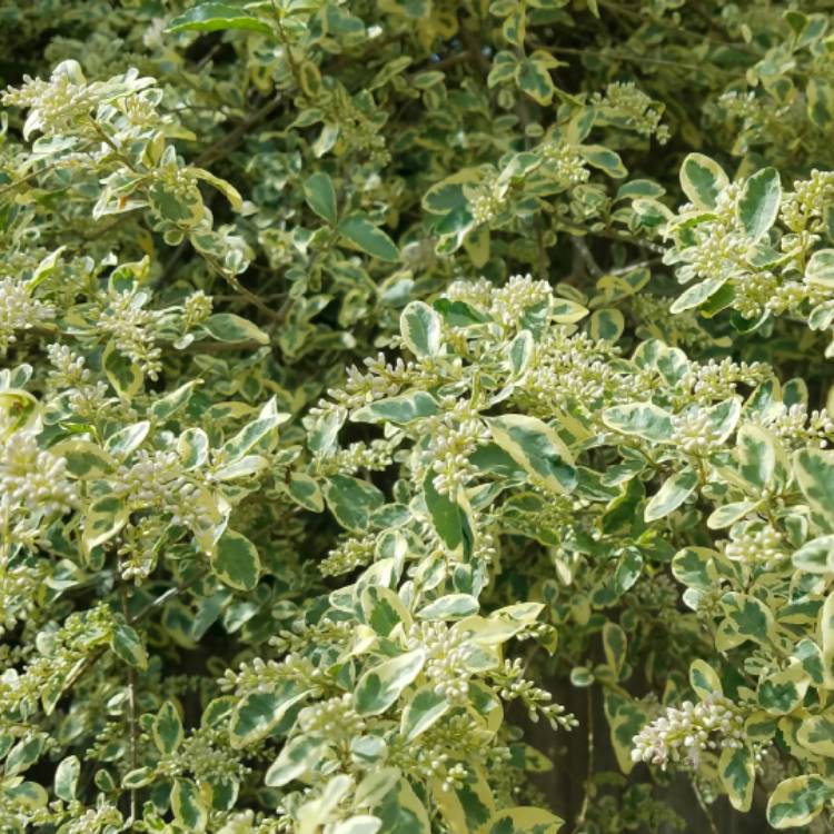 Plant image Ligustrum Sinense