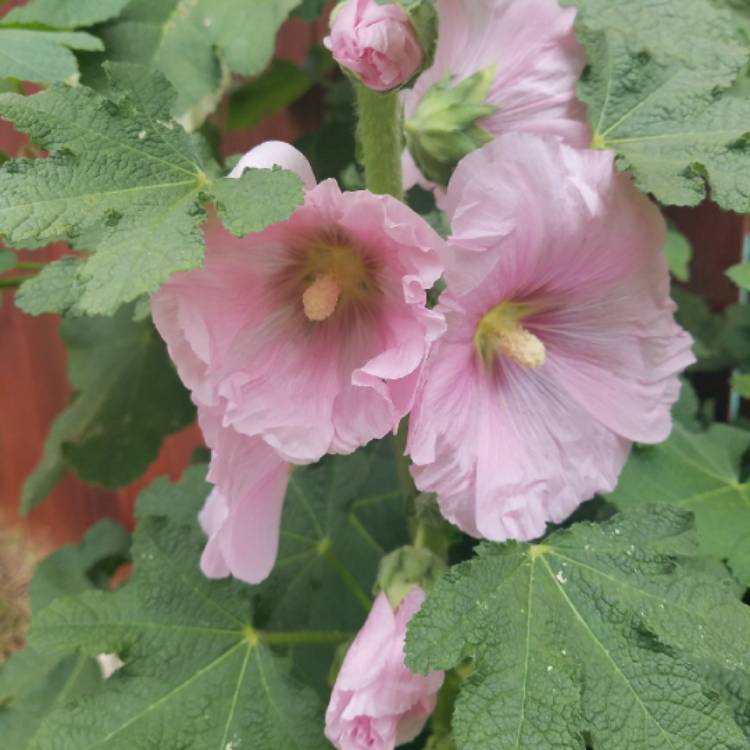 plant image 680380