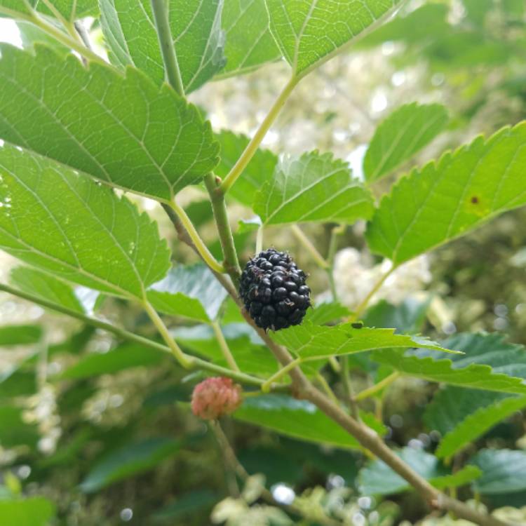 plant image 680401