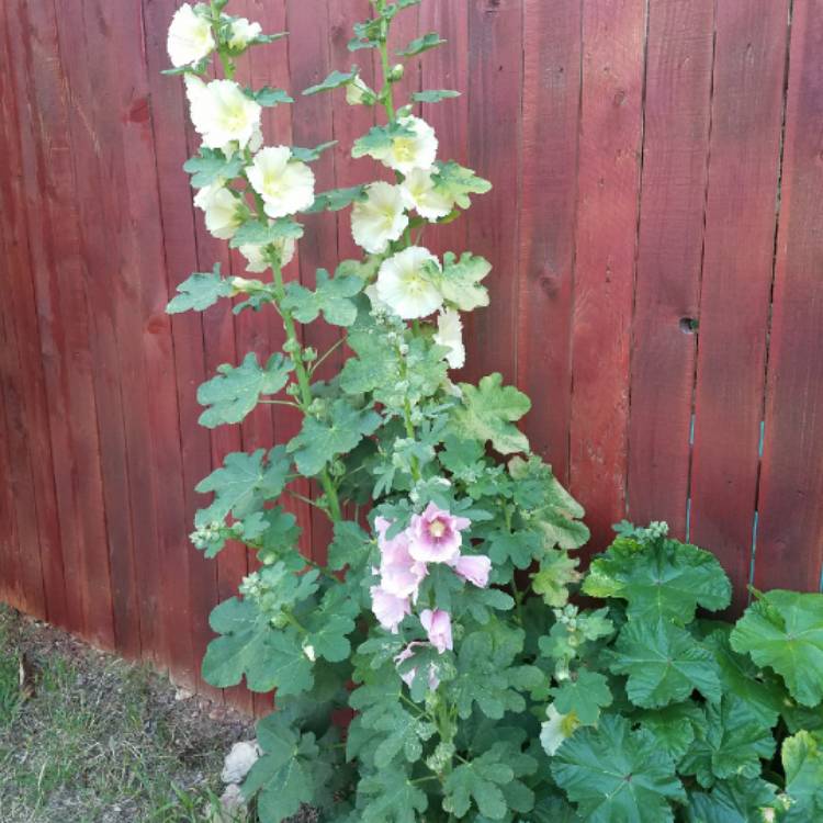 plant image 687238