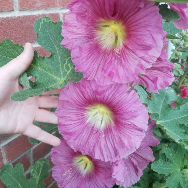 plant image 687239