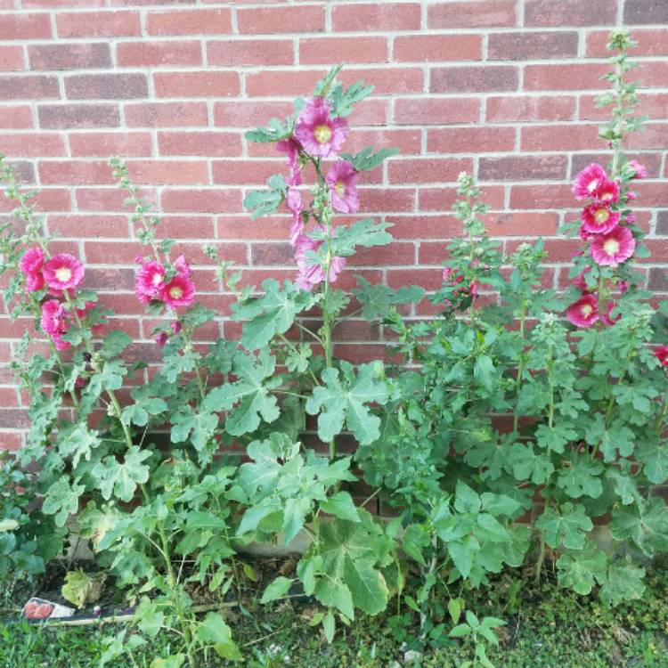 plant image 687240