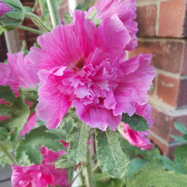plant image 687243