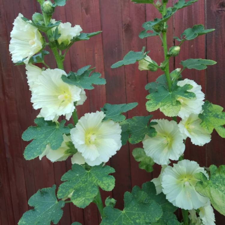 plant image 687245