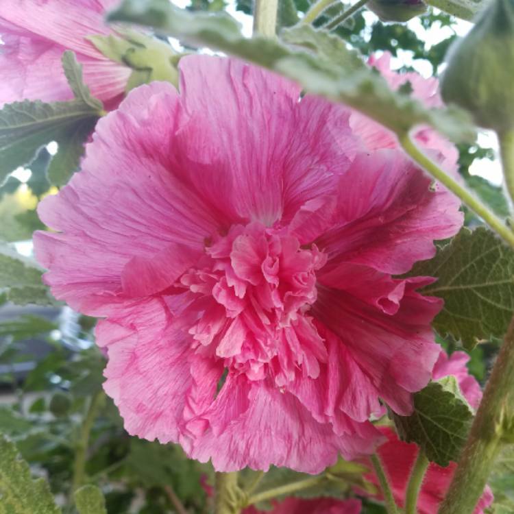 plant image 687246