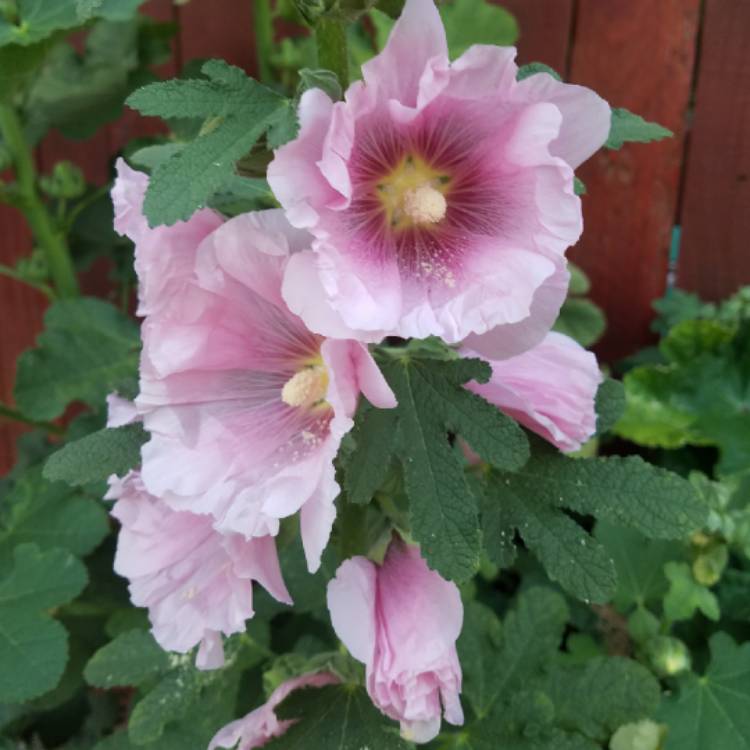 plant image 687247