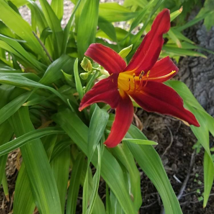 plant image 692882
