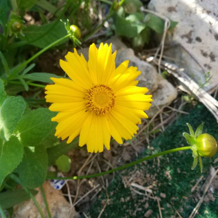 plant image 692884