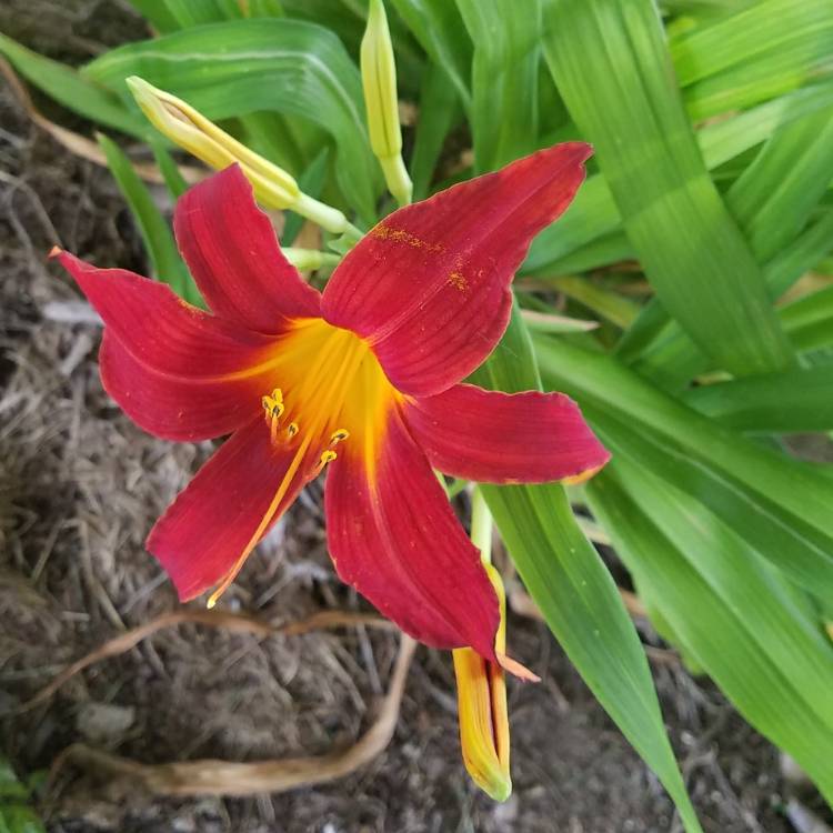 plant image 702122
