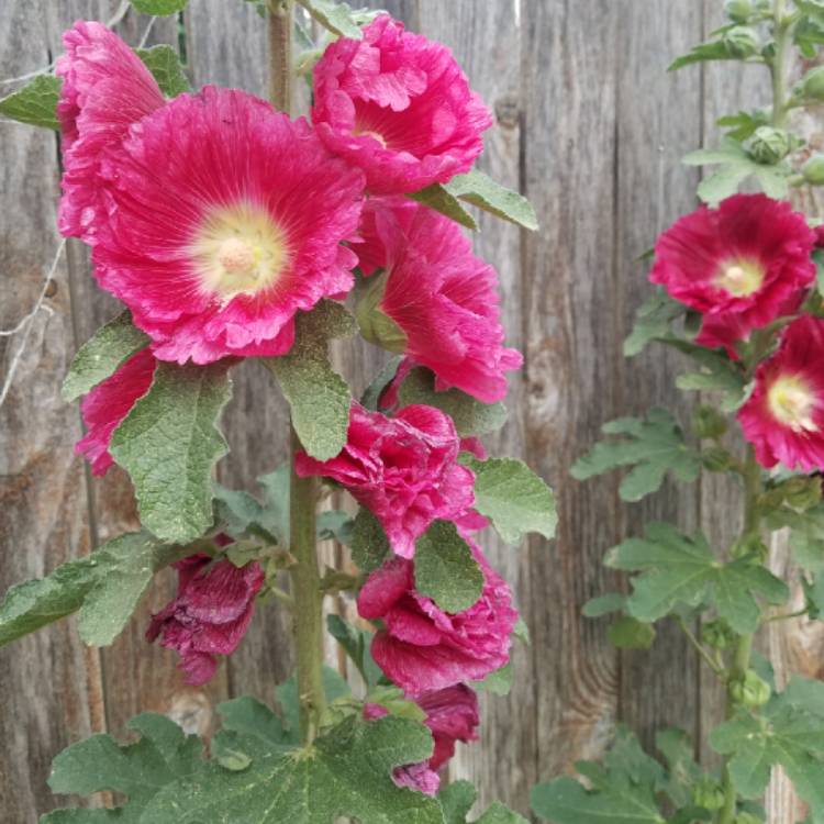 plant image 702124