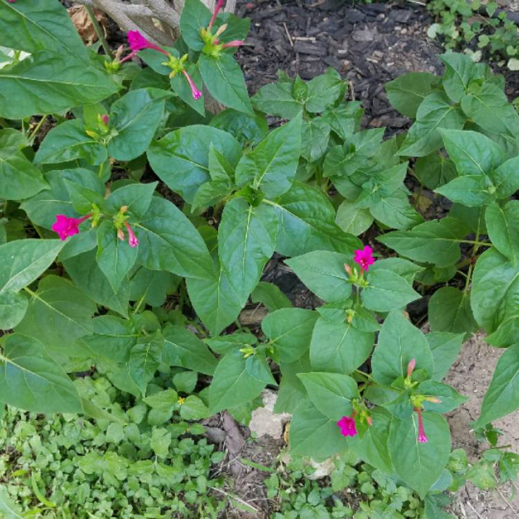 plant image 702127
