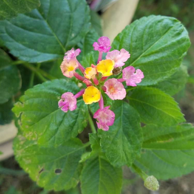 plant image 736379 plant image 736379
