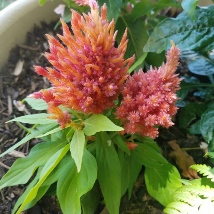 Plant image Celosia argentea plumosa