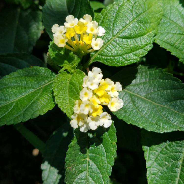 plant image 736383 plant image 736383