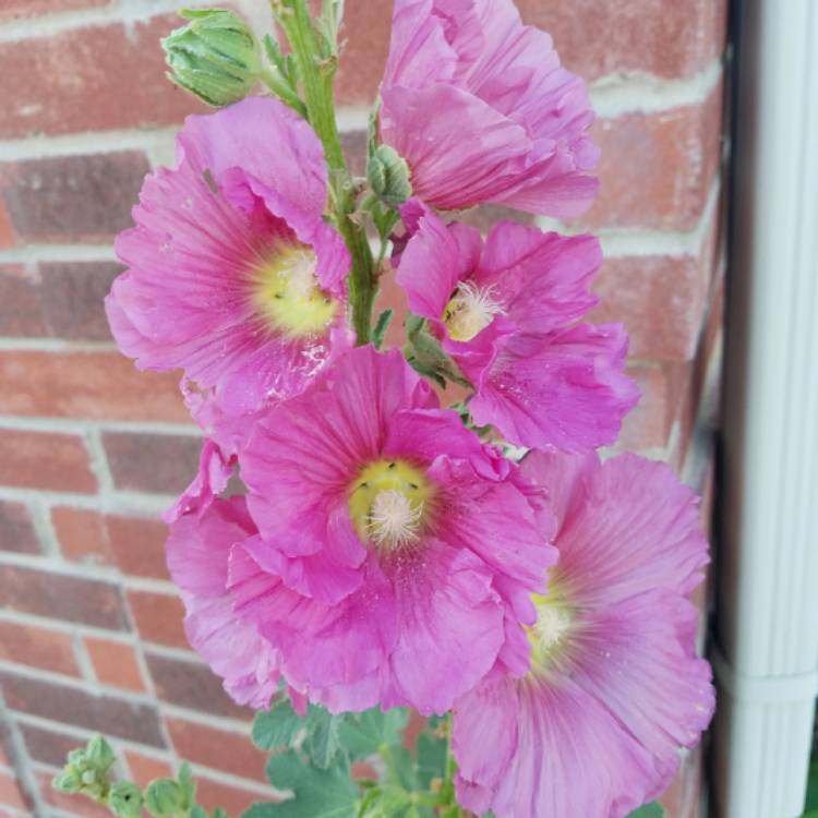 plant image 736404
