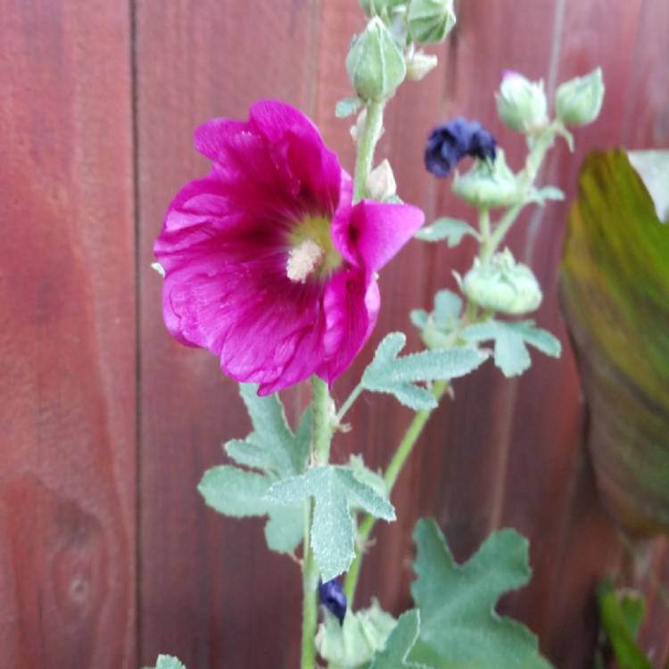 plant image 749392