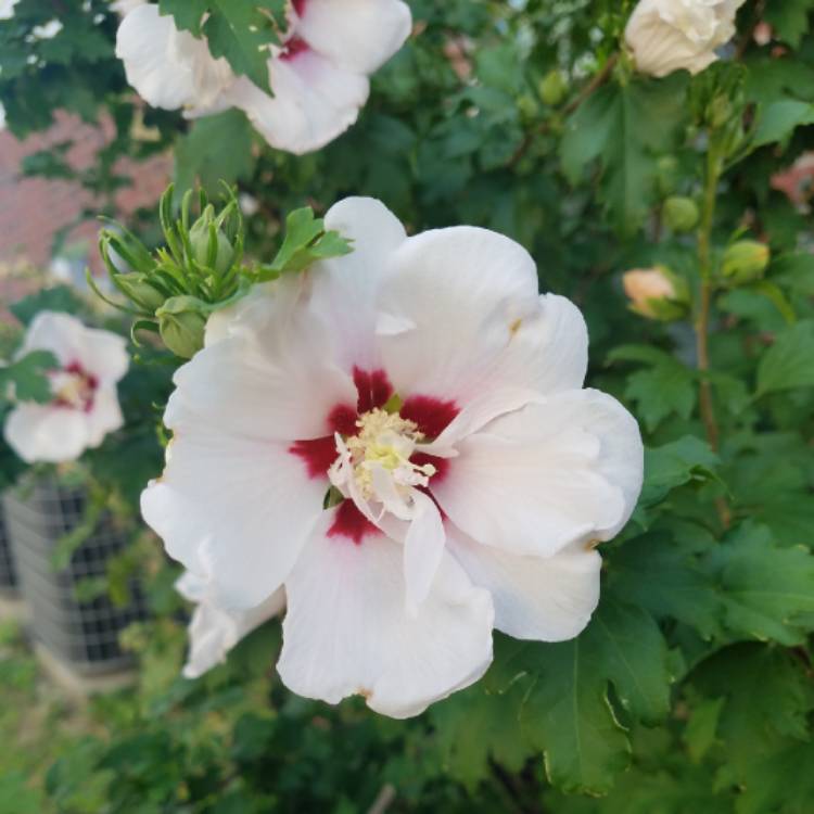 plant image 749395 plant image 749395