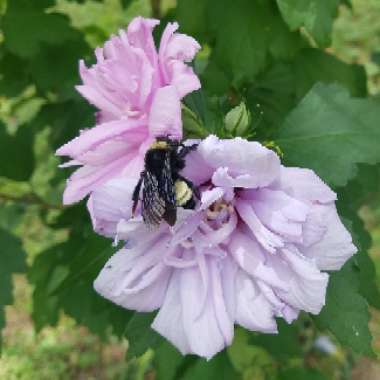 Hibiscus syriacus