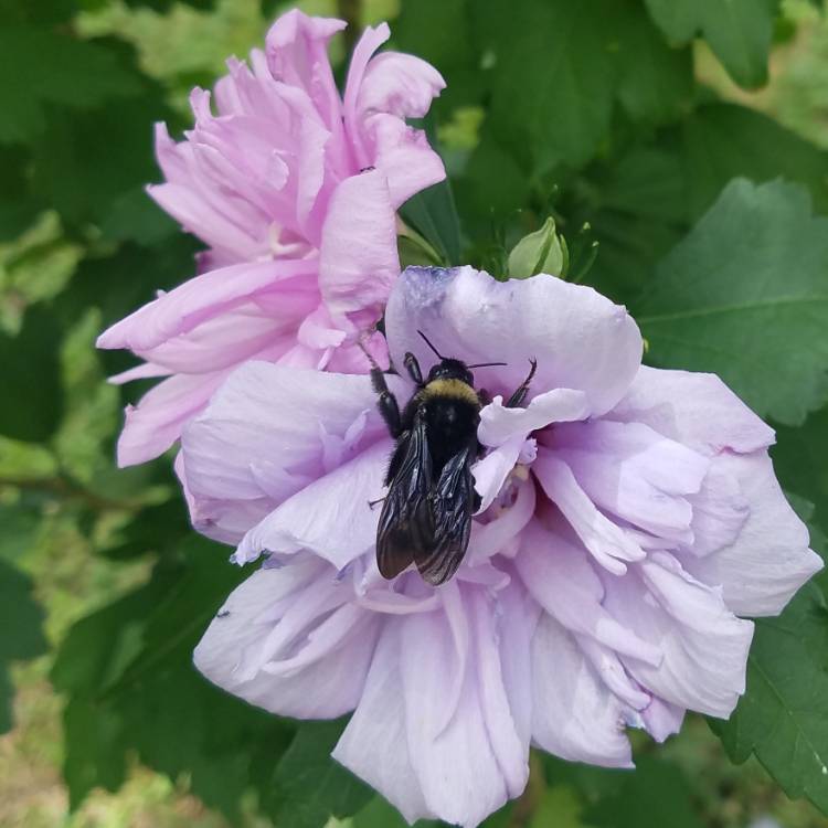 plant image 750884 plant image 750884