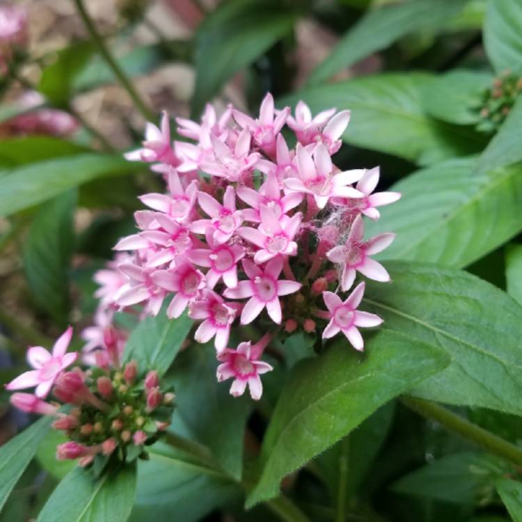 plant image 750887 plant image 750887