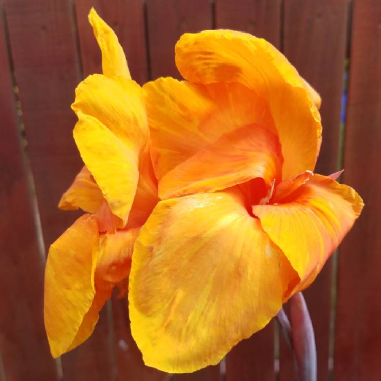 plant image 750895 plant image 750895