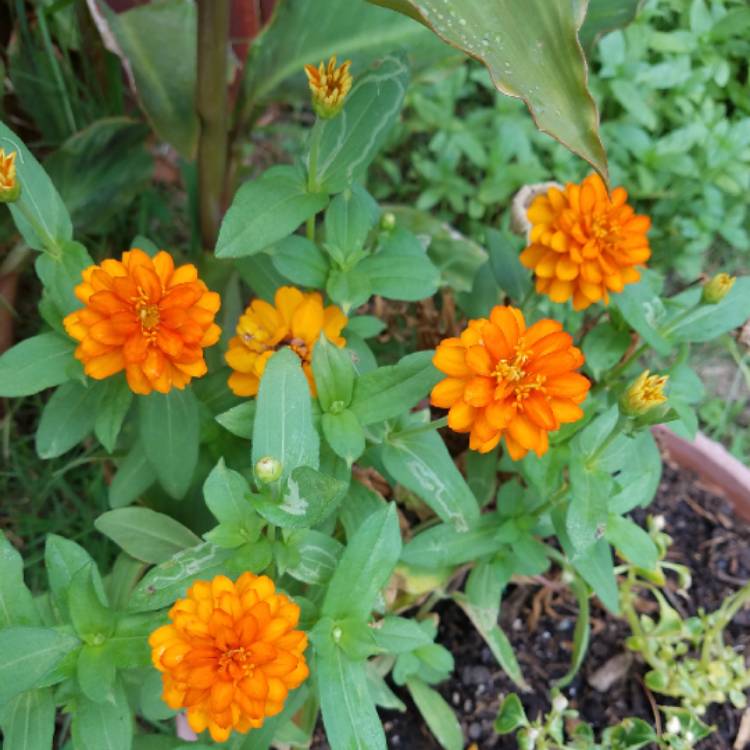 plant image 752527 plant image 752527