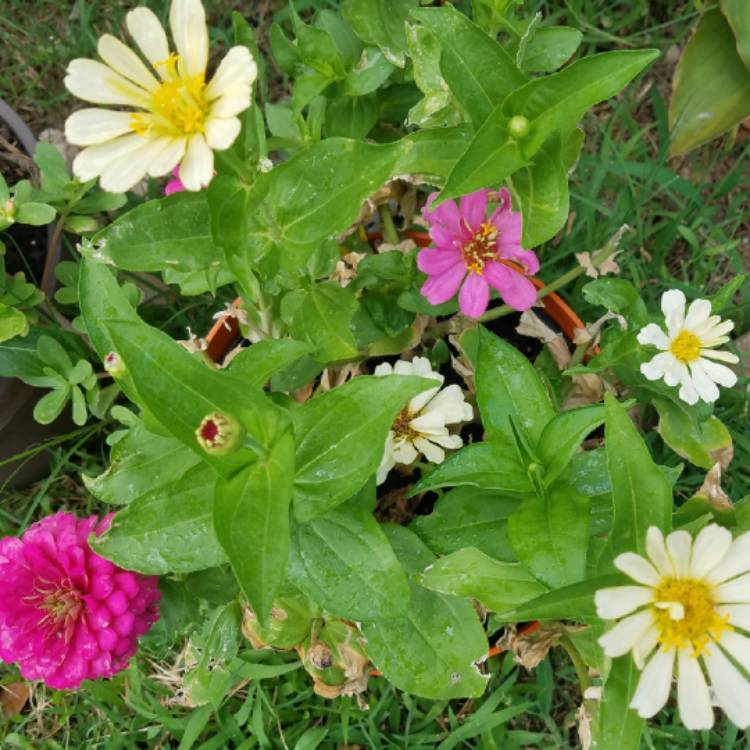 plant image 752528 plant image 752528