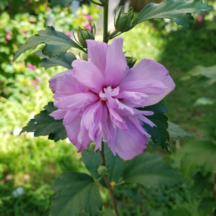 plant image 754373 plant image 754373