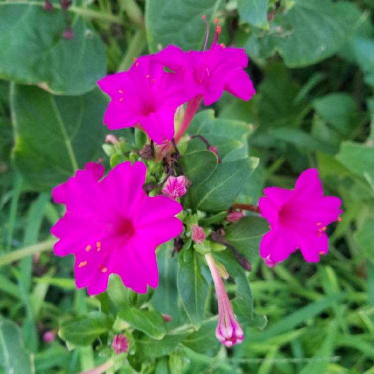 plant image 801132