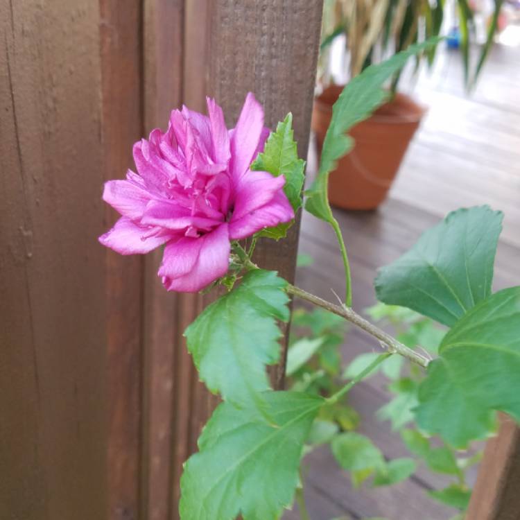 plant image 812307 plant image 812307