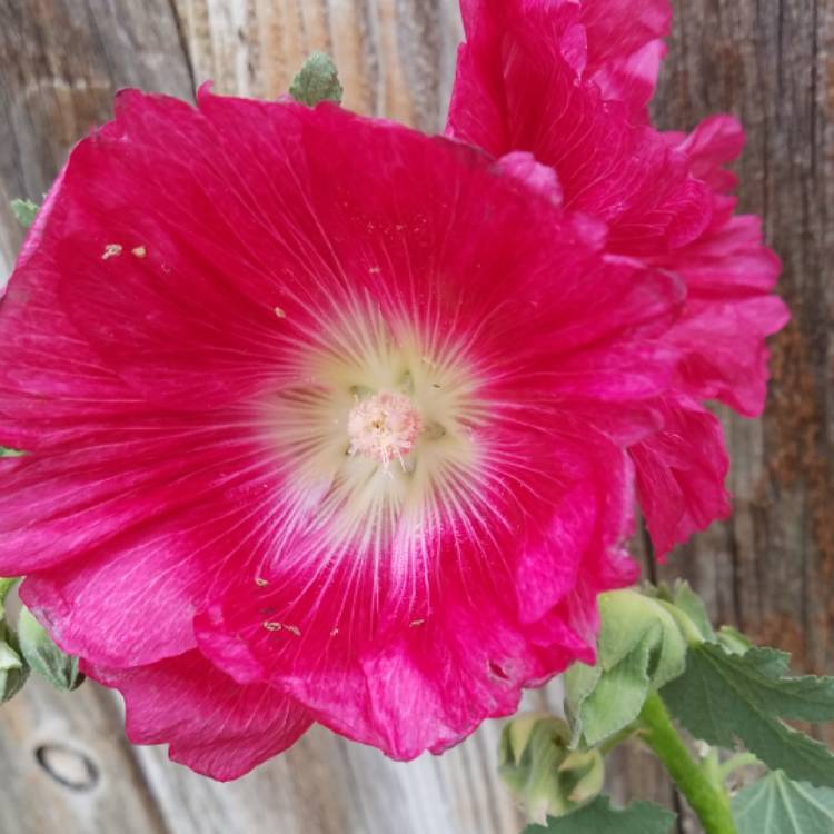 plant image 819025