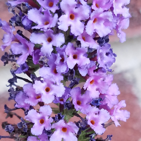 plant image 834365 plant image 834365