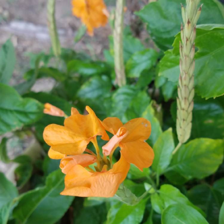 plant image 840278 plant image 840278