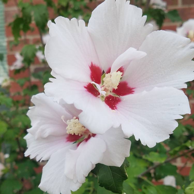 plant image 840281 plant image 840281
