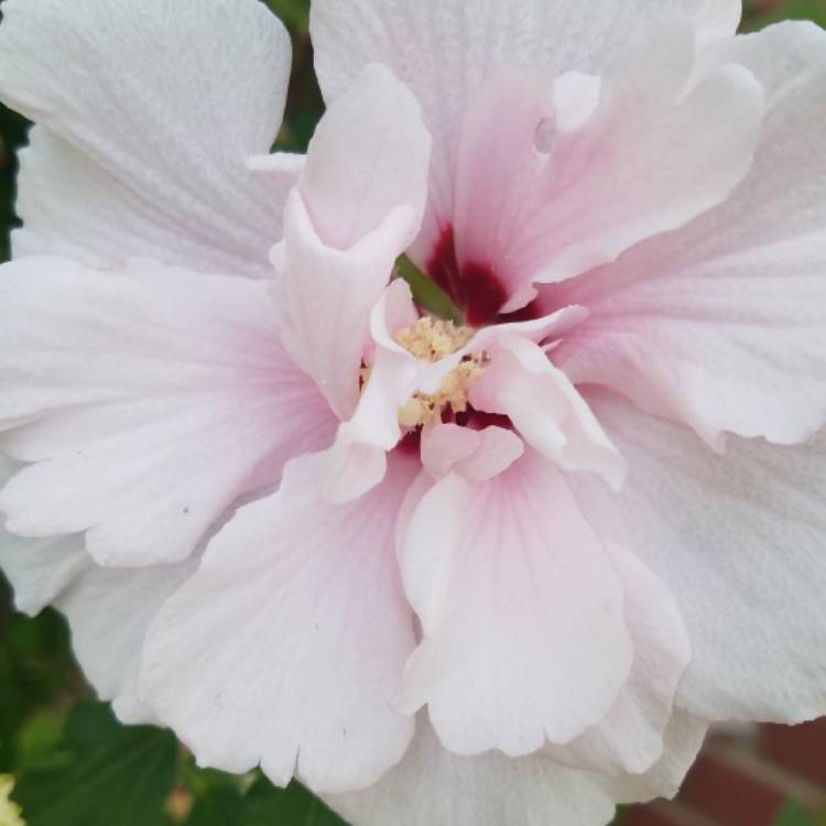 plant image 840282 plant image 840282