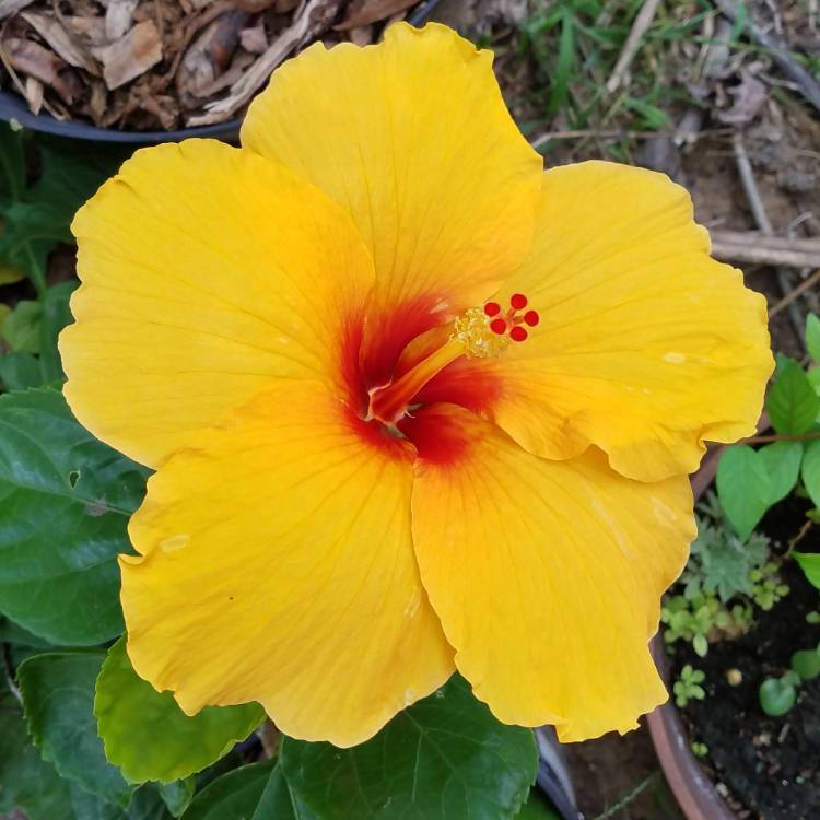 plant image 848136 plant image 848136