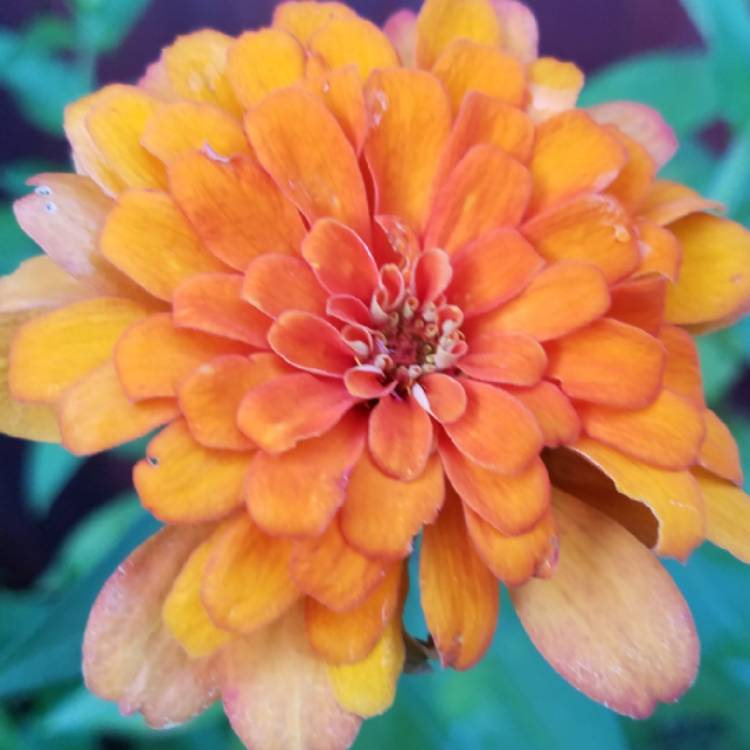 plant image 852345 plant image 852345
