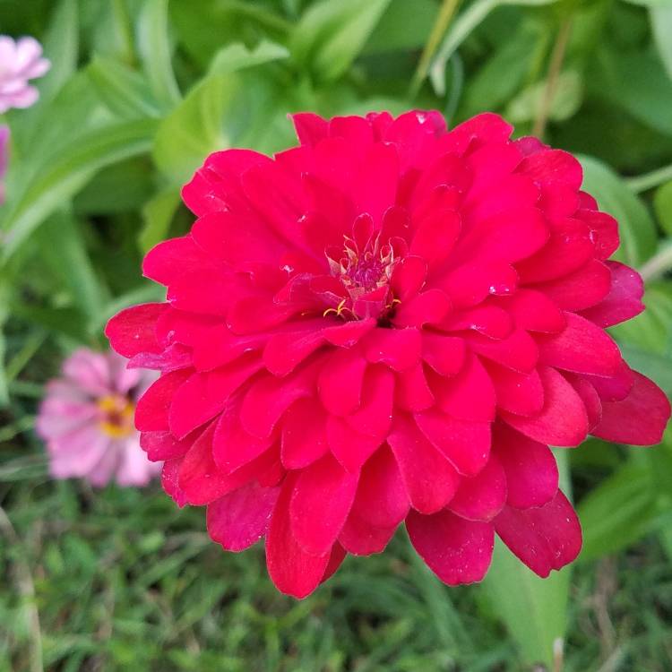 plant image 852346 plant image 852346