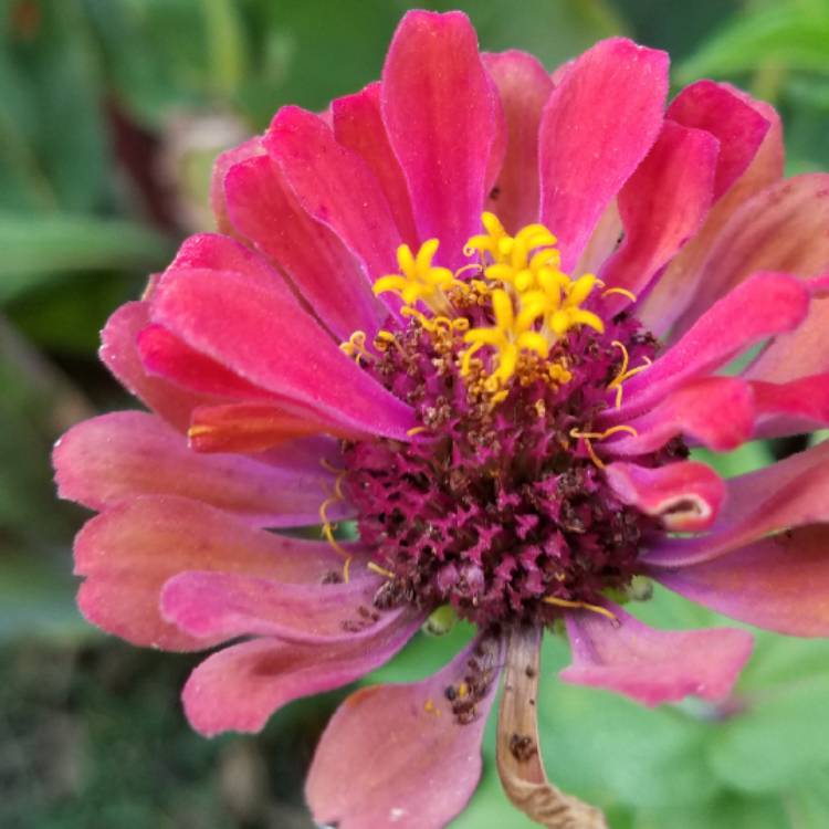plant image 852350 plant image 852350